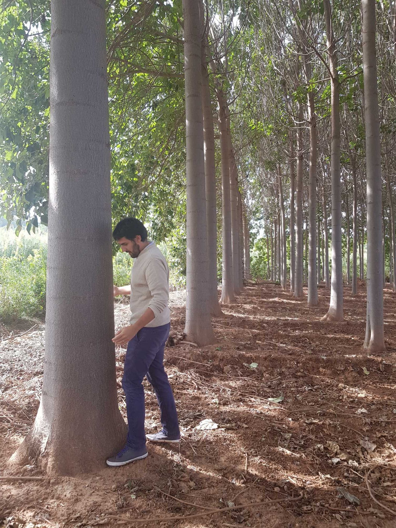 Paulownia logs for woodkit pro rotated by WOOKIT.PRO