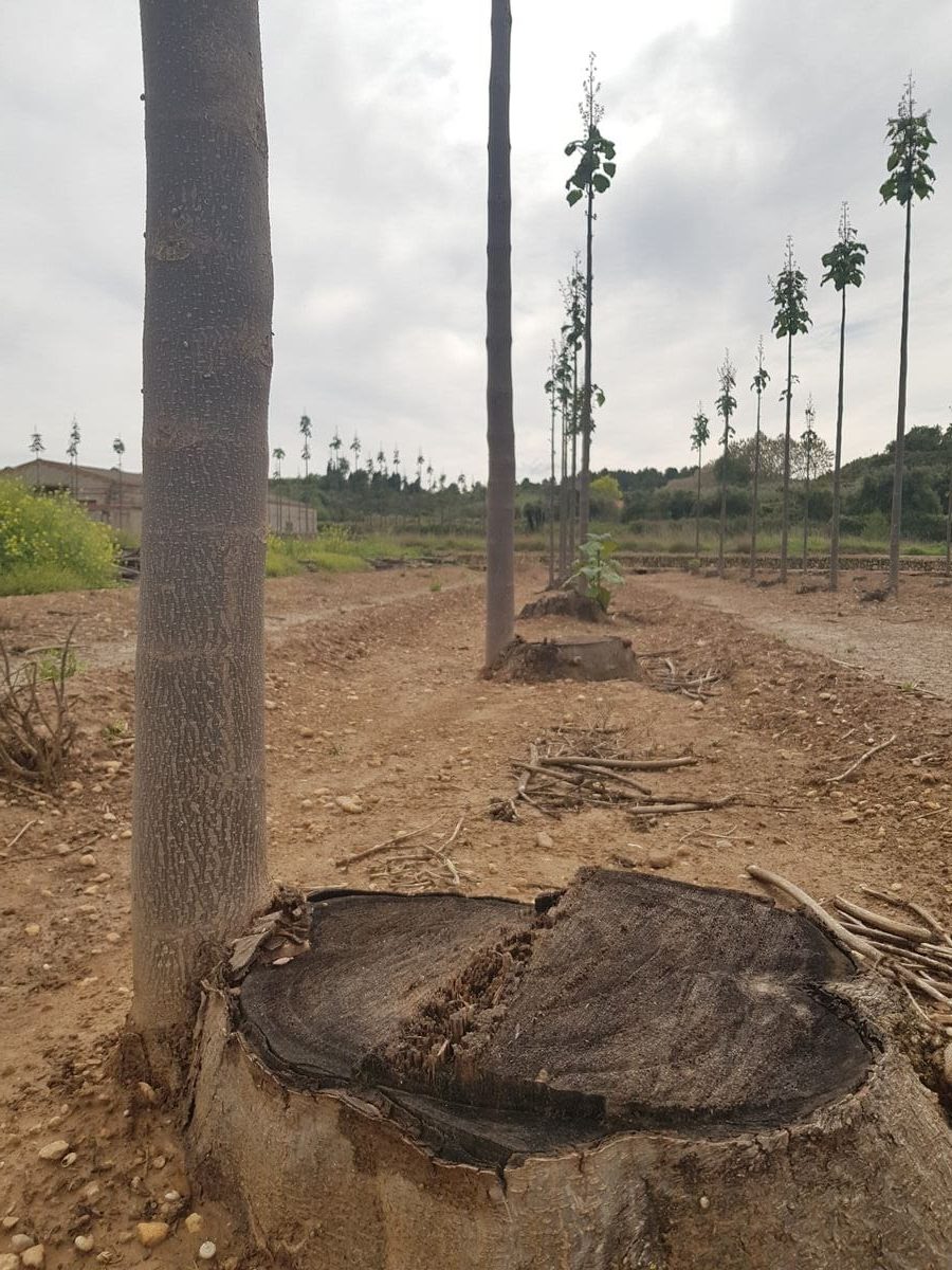 Tocón de paulownia cortada con un tronco nuevo ya crecido a su lado, en la misma cepa