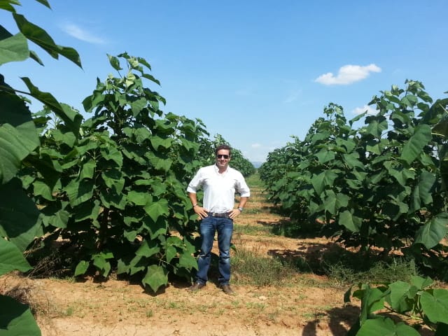 El mismo campo plantado de paulownias jóvenes, en hileras, con una persona de pie entre ellas para dar escala