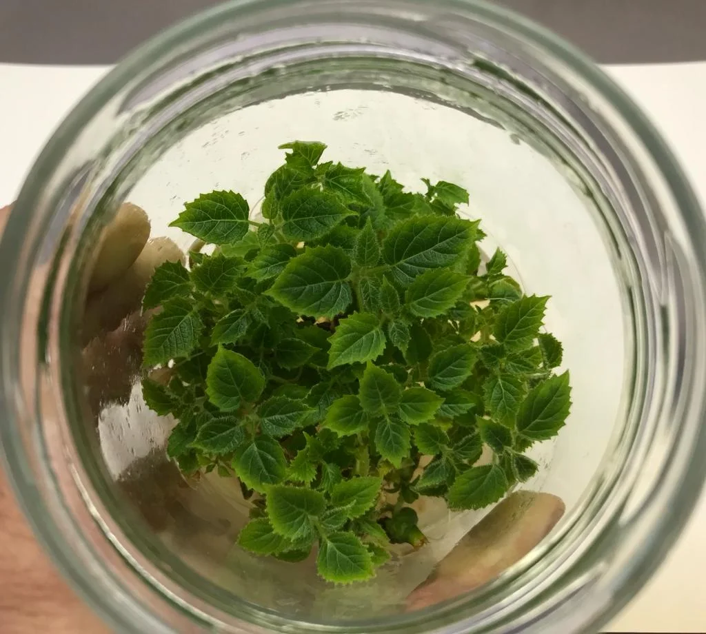 Clon de Paulownia multiplicado in vitro