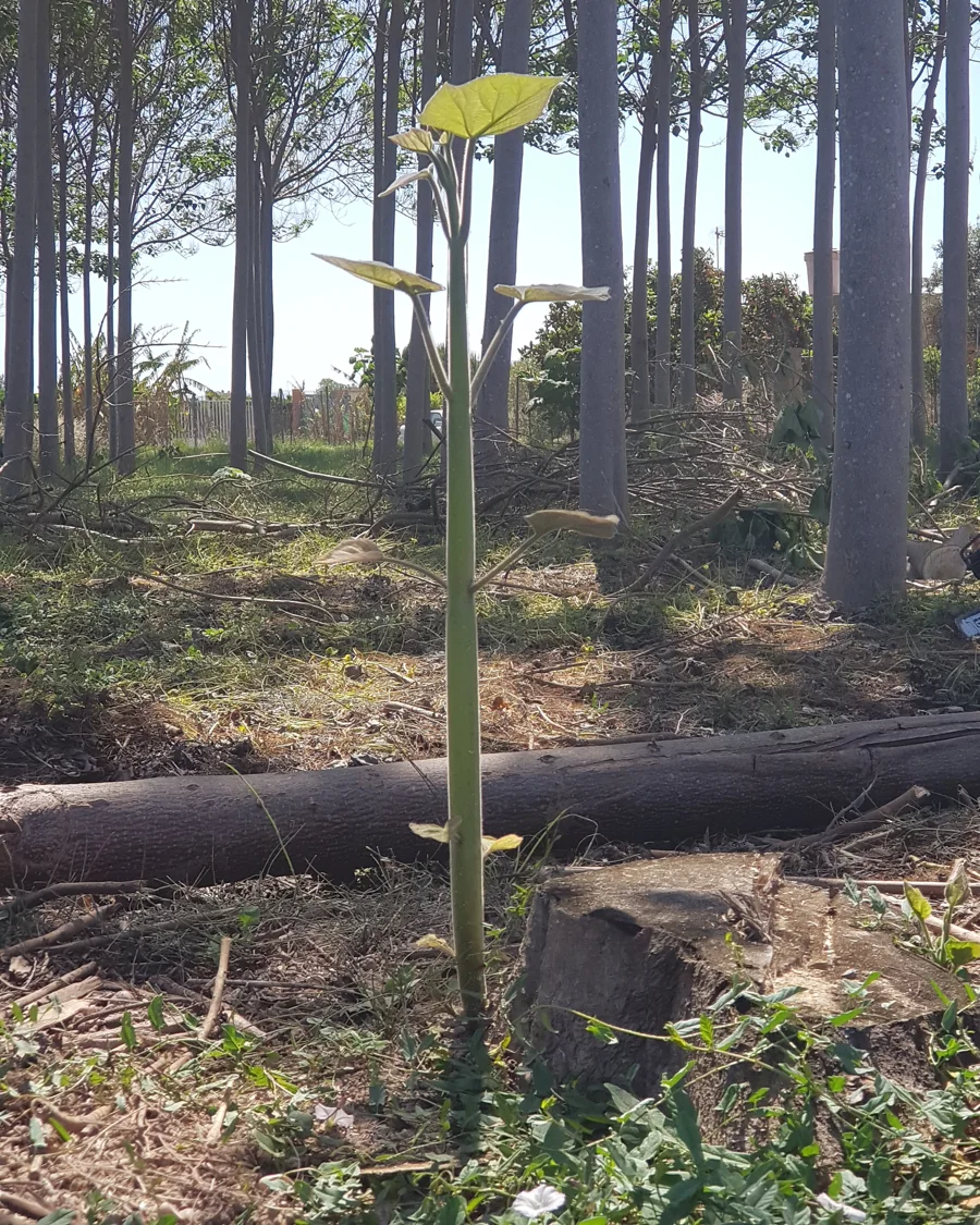 Rebrote de Paulownia en la plantación