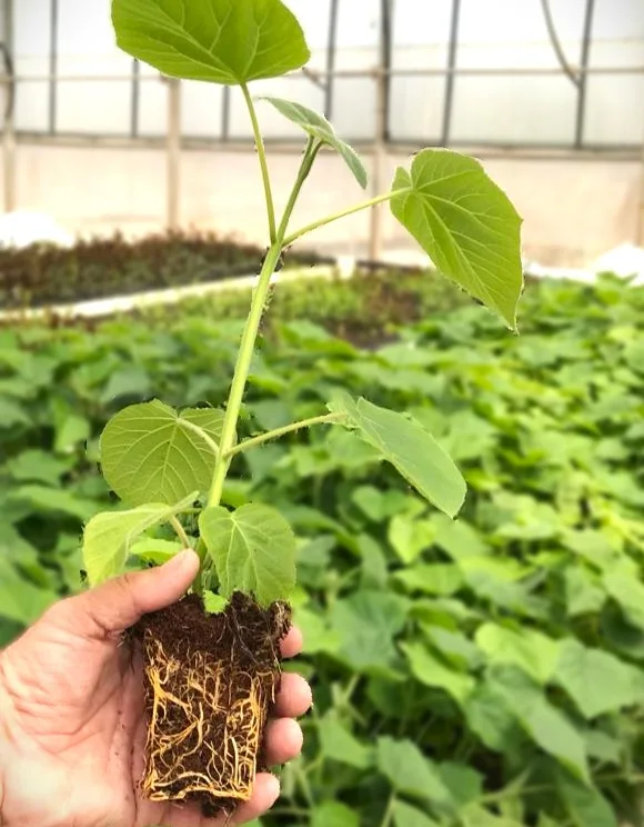 Plantón de Paulownia con raíces