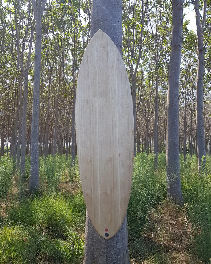 Tabla de Paulownia en la plantación